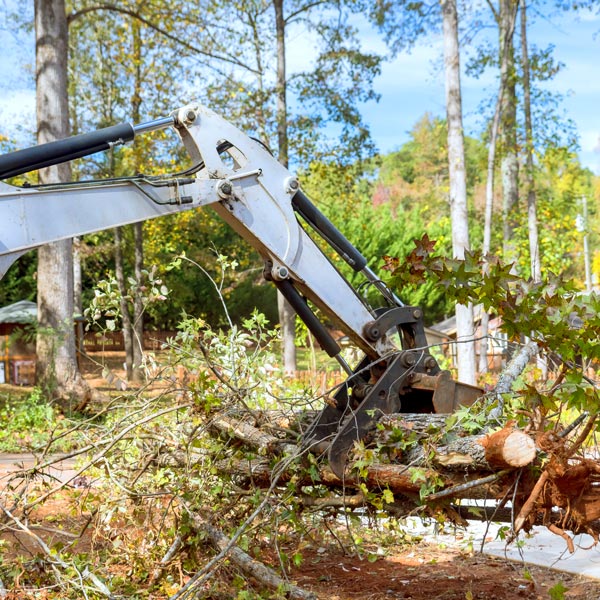 Hazardous Tree Removal